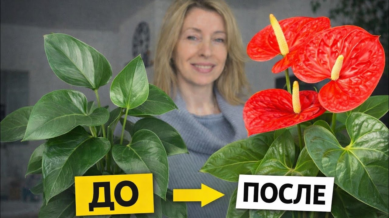 5 главных причин цветения Антуриума