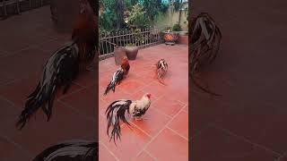 Watching Chickens While Listening To Te Cong lifelessons yumenglong justiceforyumenglong bird