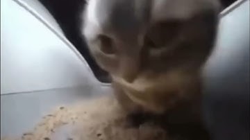 Chipi chipi chapa chapa cat
