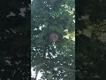 What A Hornet’s Nest Looks Like 🐝