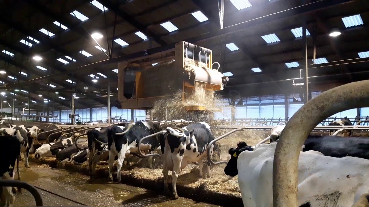 Mullerup Einstreusystem im Einsatz