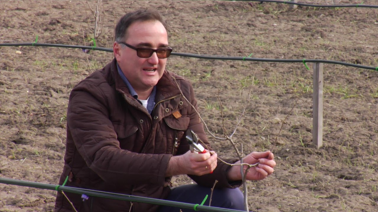 Reč struke ep. 241 07.03.2019. Rezidba lešnika