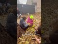 В кафе діти розраховуються осіннім листям/ hromadske