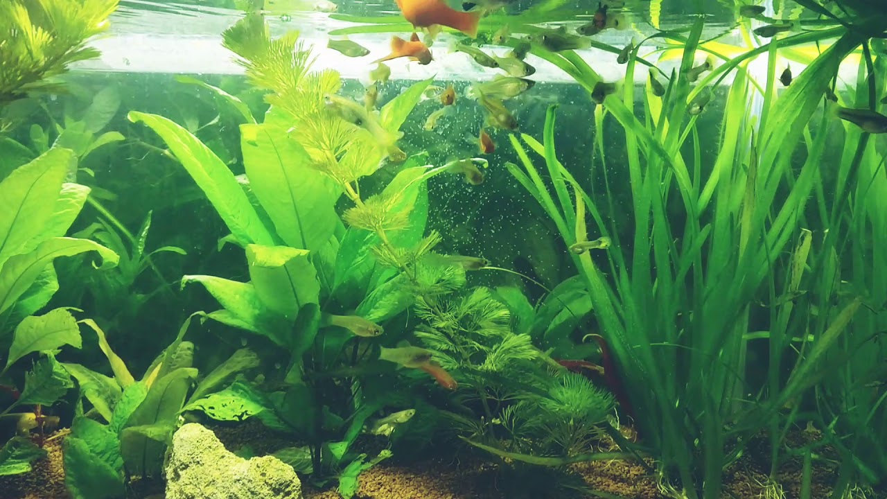 Five weeks old Guppy and Swordfish fry