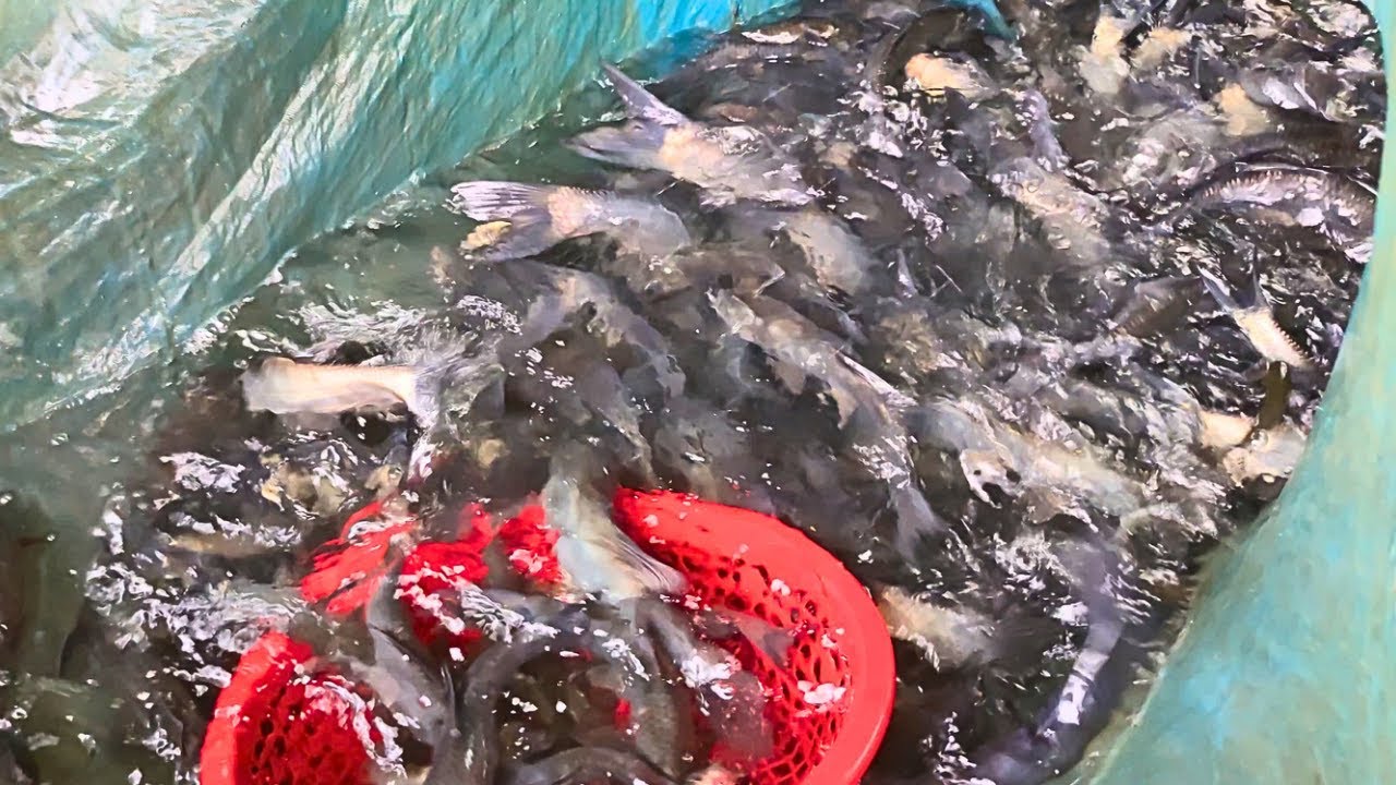 Amazing Fish in Village Fish Farm।। YouTube