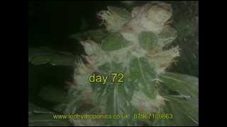 Black Jack Automatic & Photon Pro 4 - led grow light