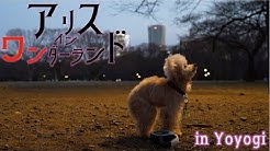 Teacap Poodle Alice Youtube
