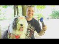 Old English Sheepdog Gets a Summer Haircut for the First Time