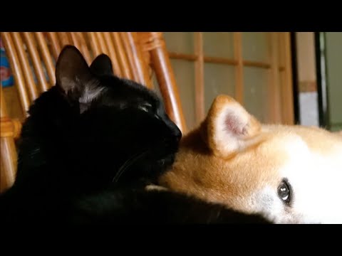 犬を甘やかす猫　Momo is being spoiled by Ten