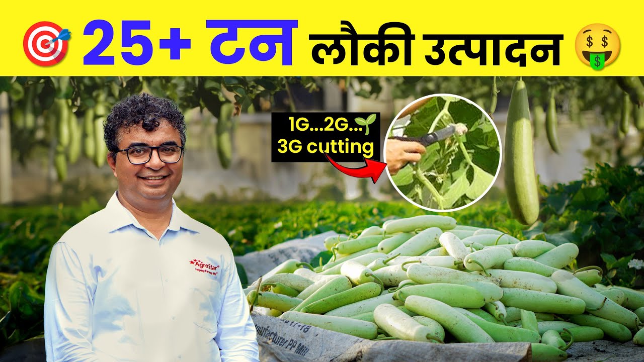 Loki ki kheti में कैसे ले 25 टन तक उत्पादन | 3G cutting | AgroStar 
