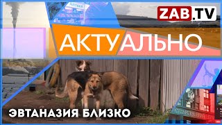 АКТУАЛЬНО - Эвтаназия близко