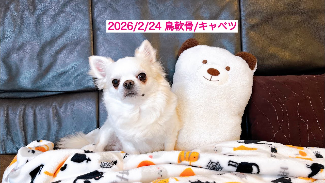 ラッキー⭐️と北斗⭐️今日も元気にいただきます❤️❤