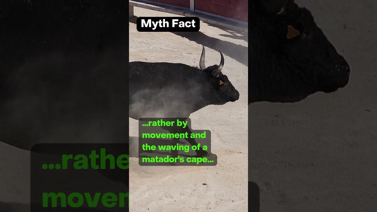 🐂Myth Fact - Do Bulls Think Red is a Fashion Faux Pas❓ Debunking Bullfighting Myths❗ 