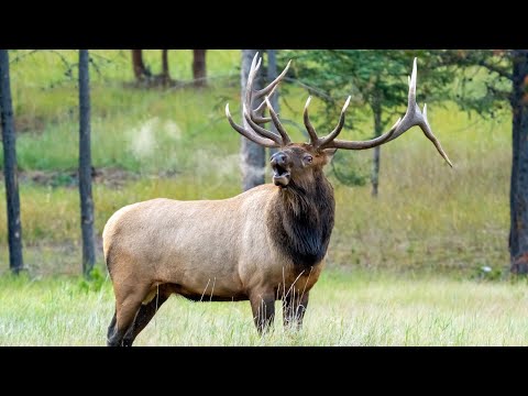 60+ Elk Bugles