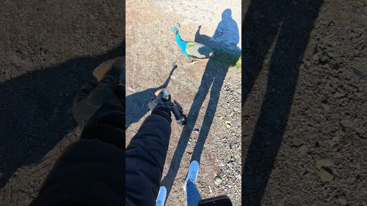 كنت كنصور وجا عندي كلب عطيتو خبز وهو يشوفني الطوس وجاو عندي ودازت لحظات زوينة معاهم