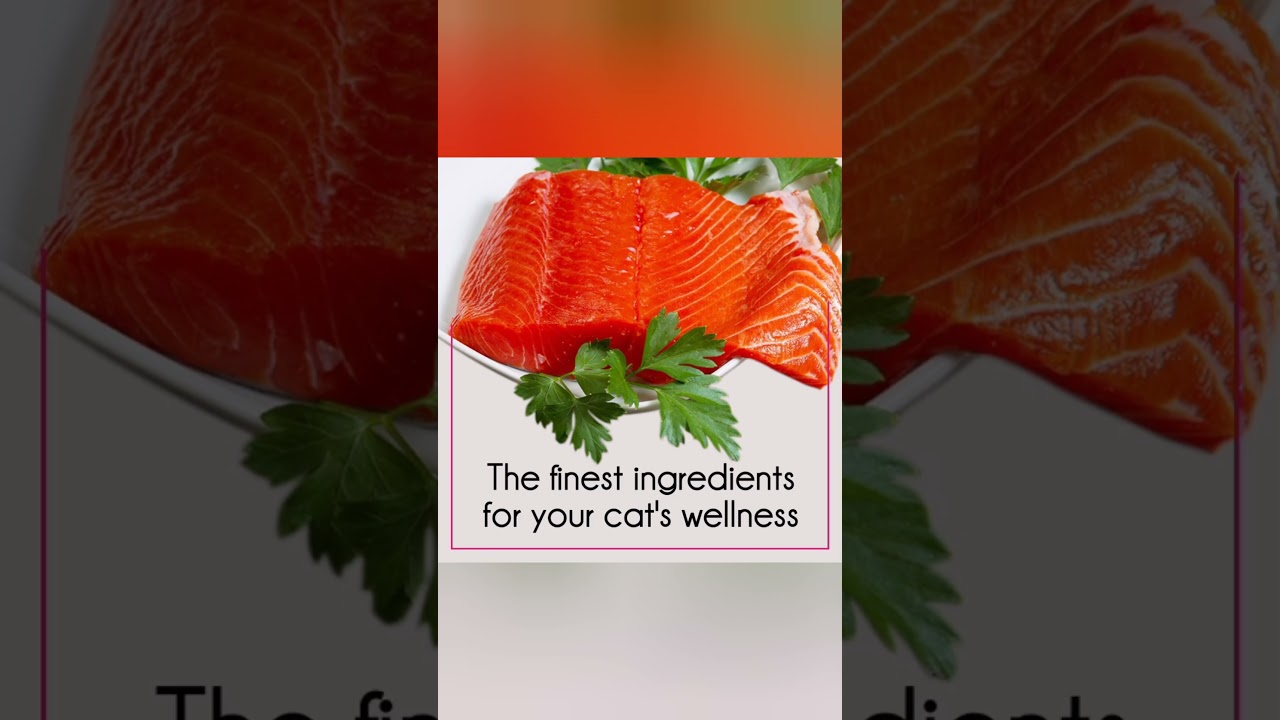 Purepet Tuna & Salmon Adult Dry Cat Food, 1 kg 