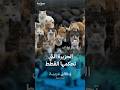الجزيرة التي خسرت معركتها أمام القطط