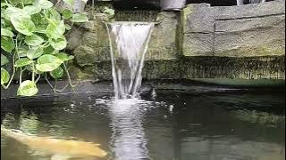 gemericik air kolam dan ikan berenang | natural mini waterfall relaxing sound | mentahan 30 detik