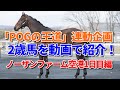 「2歳馬を動画で紹介！」ノーザンファーム空港1日目編