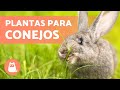 PLANTAS que puede COMER un CONEJO 🐰🌿 (Raíces, Tallos, Hojas y Hierbas Silvestres)