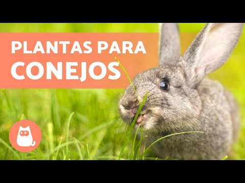 Video: Plantas resistentes a los conejos: ¿cuáles son algunas de las plantas que los conejos no comen?