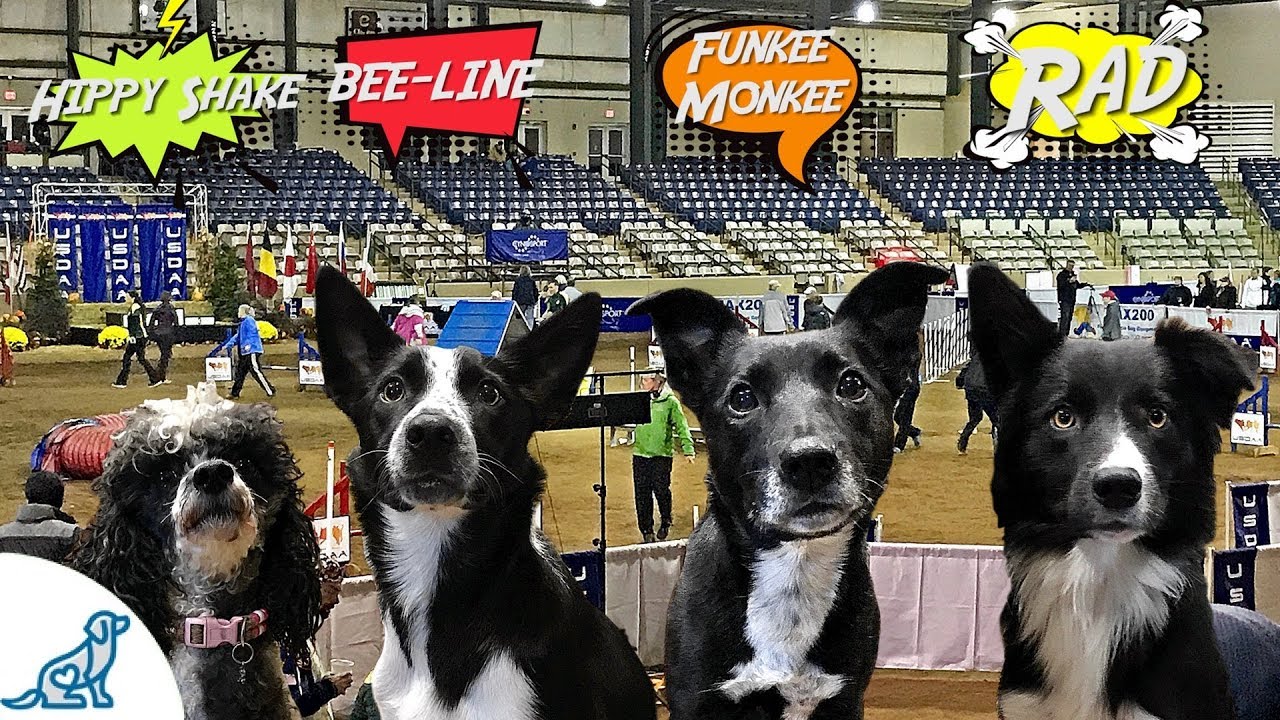 puppy training potty There's Something for ALL of Our Dogs To Do At Cynosport 2017