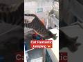 Cat Wonderful Jumping 🐈 👍 🦘 /pets/animals/cat shorts #shorts
