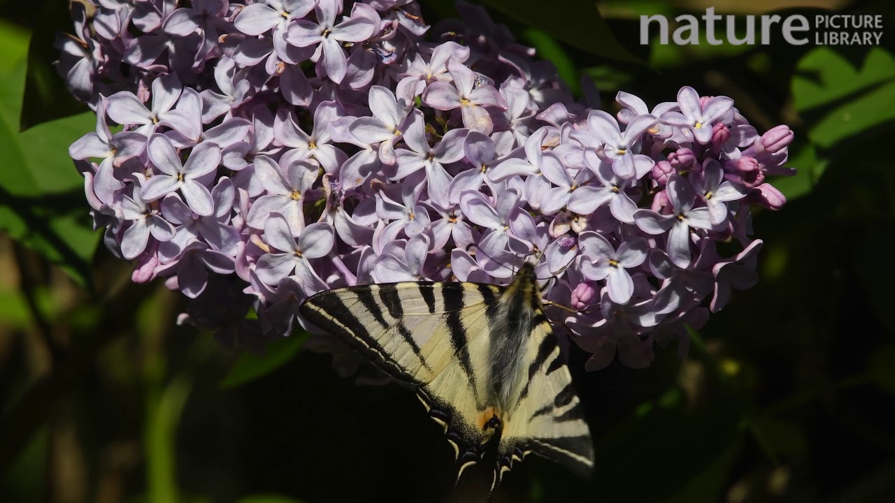 Scarce swallowtail butterfly nectaring, France