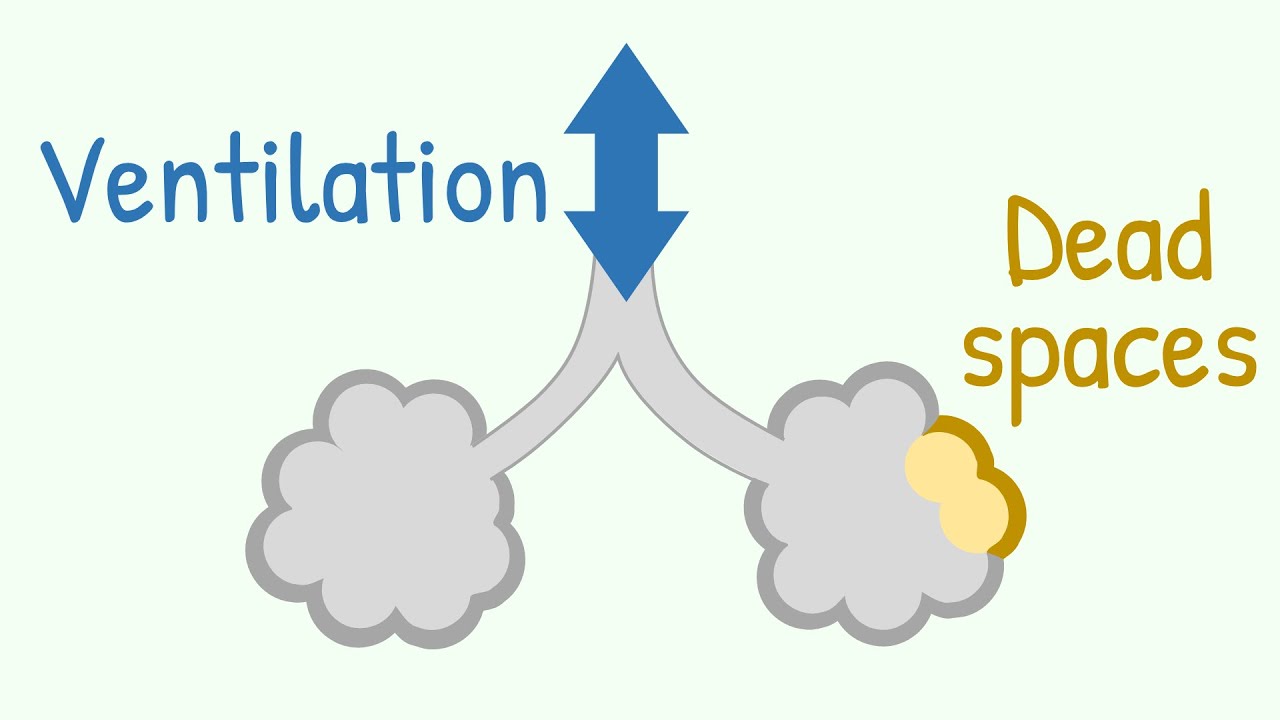 Ventilation  Dead Spaces In Respiratory Tract