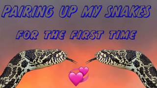 Famous Pairing up my SNAKES for BREEDING for the First Time! Profile