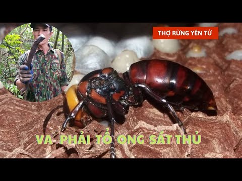Video Tiếp Tục Vào Rừng Tìm Kiếm Dược Liệu- Thợ Rừng GẶP Tổ... - youtube