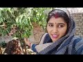 Dekho dosto meri gay kaise aaram kar rahe hai || Anjana Pashupalan dairy