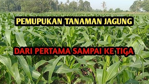 Pemupukan Tanaman Jagung Dari Pertama Sampai Ke Tiga