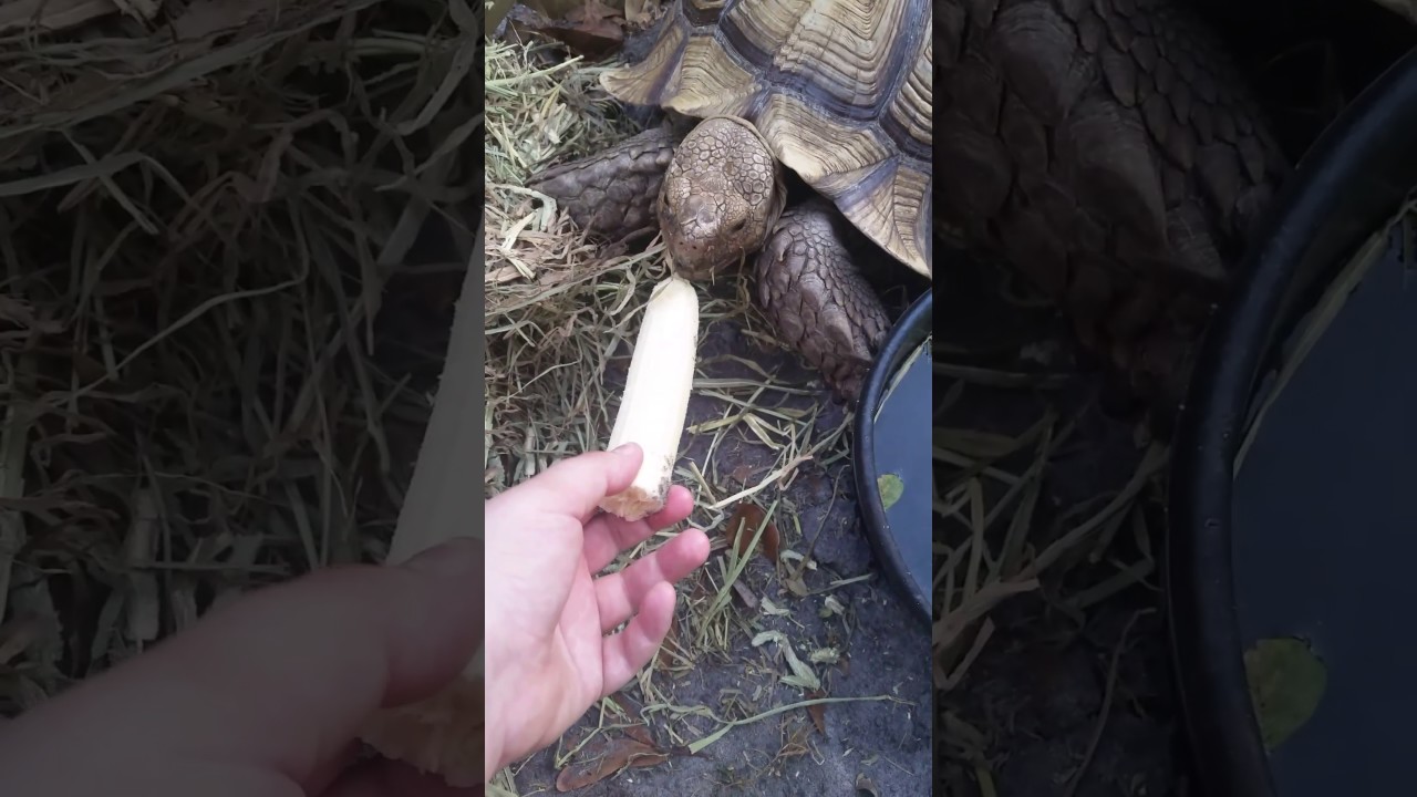 Tortoise Eating a Banana YouTube