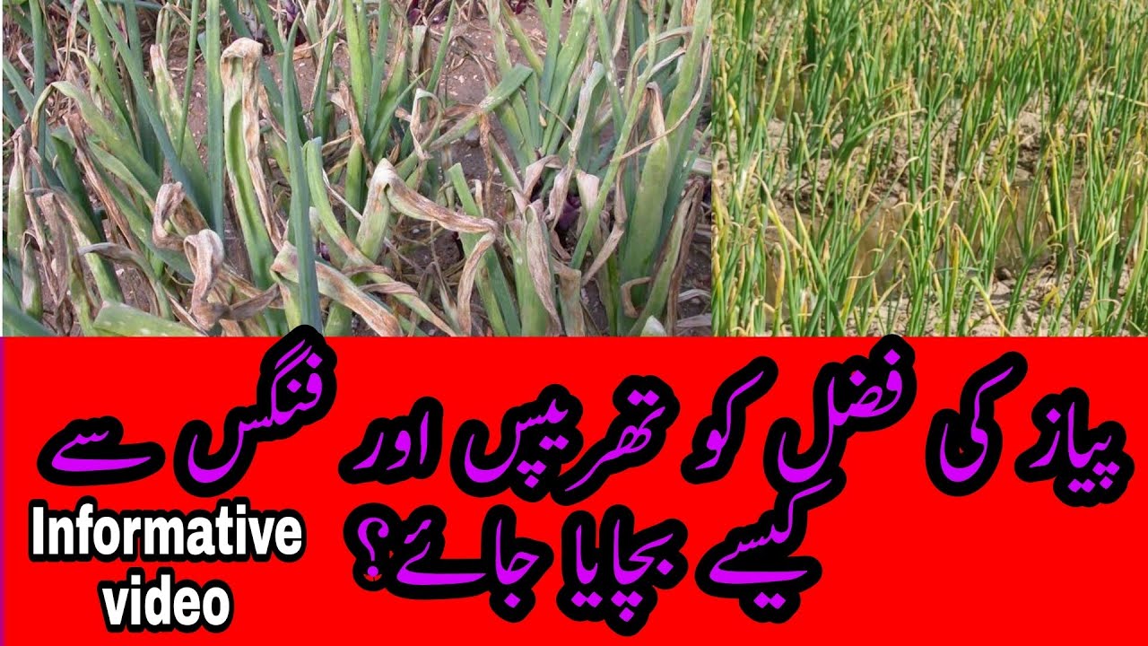 onion diseases and treatment in urdu Deatil video || onion farming