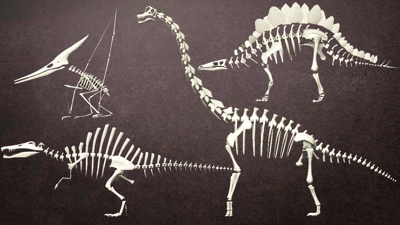Assemble 3D Dino Skeletons #2: Spinosaurus, Pteranodon, Brachiosaurus ...