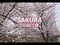 Sakura Vibes 🌸 | Relaxing Cherry Blossom Music