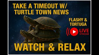 Turtle Meditation Live – Peaceful Aquatic ASMR for Breathwork & Calm screenshot 5
