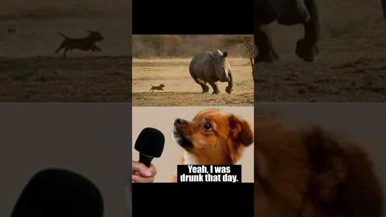 dunk latest meme🔥😂 funny meme 