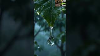Rainy Forest Soundscape 4K NatureVideo: sleep, meditation, study, soothing, relaxation, anxiety