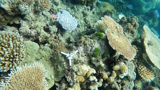 Survival and mortality of coral for Reef Restoration and Adaptation