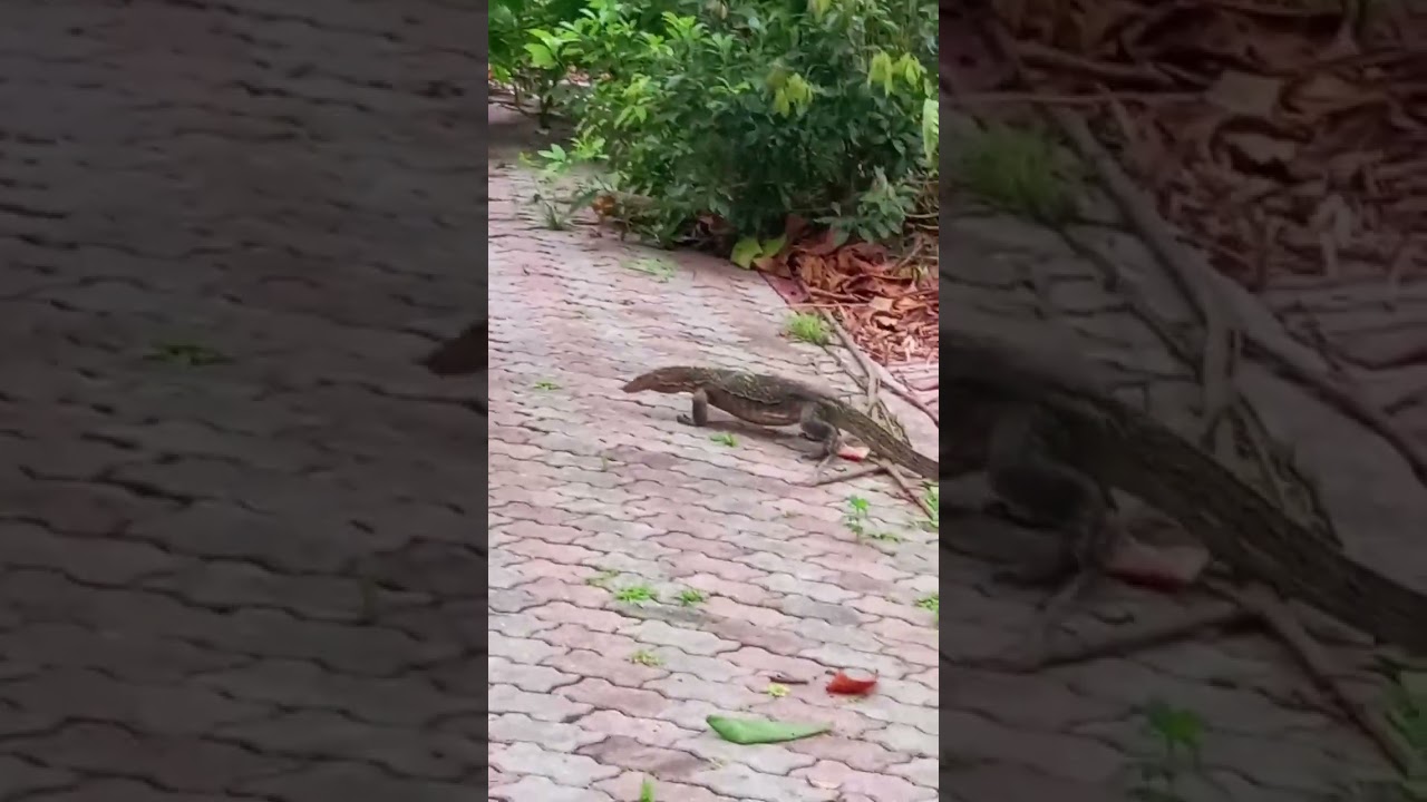 Komodo Dragon After Attack the Monkey Crossing the Road in kl 😱 