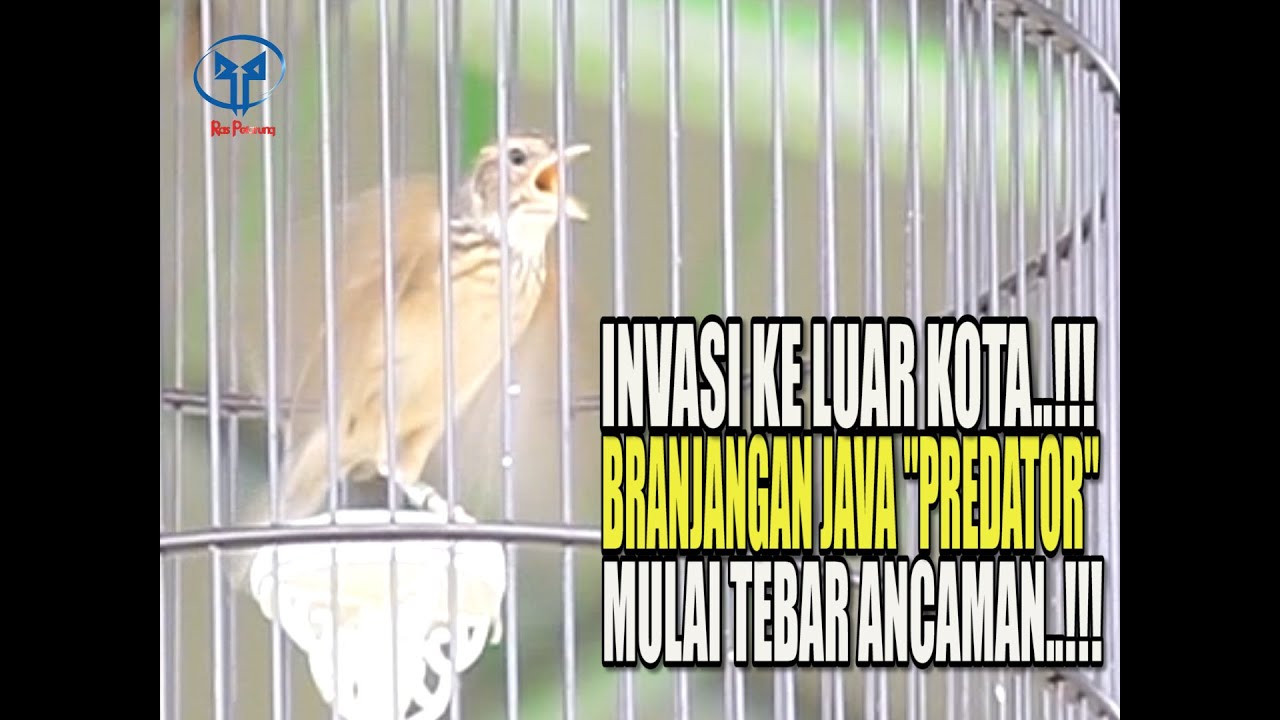 INVASI KE LUAR KOTA, BRANJANGAN JAVA "PREDATOR" MULAI TEBAR ANCAMAN..!!!