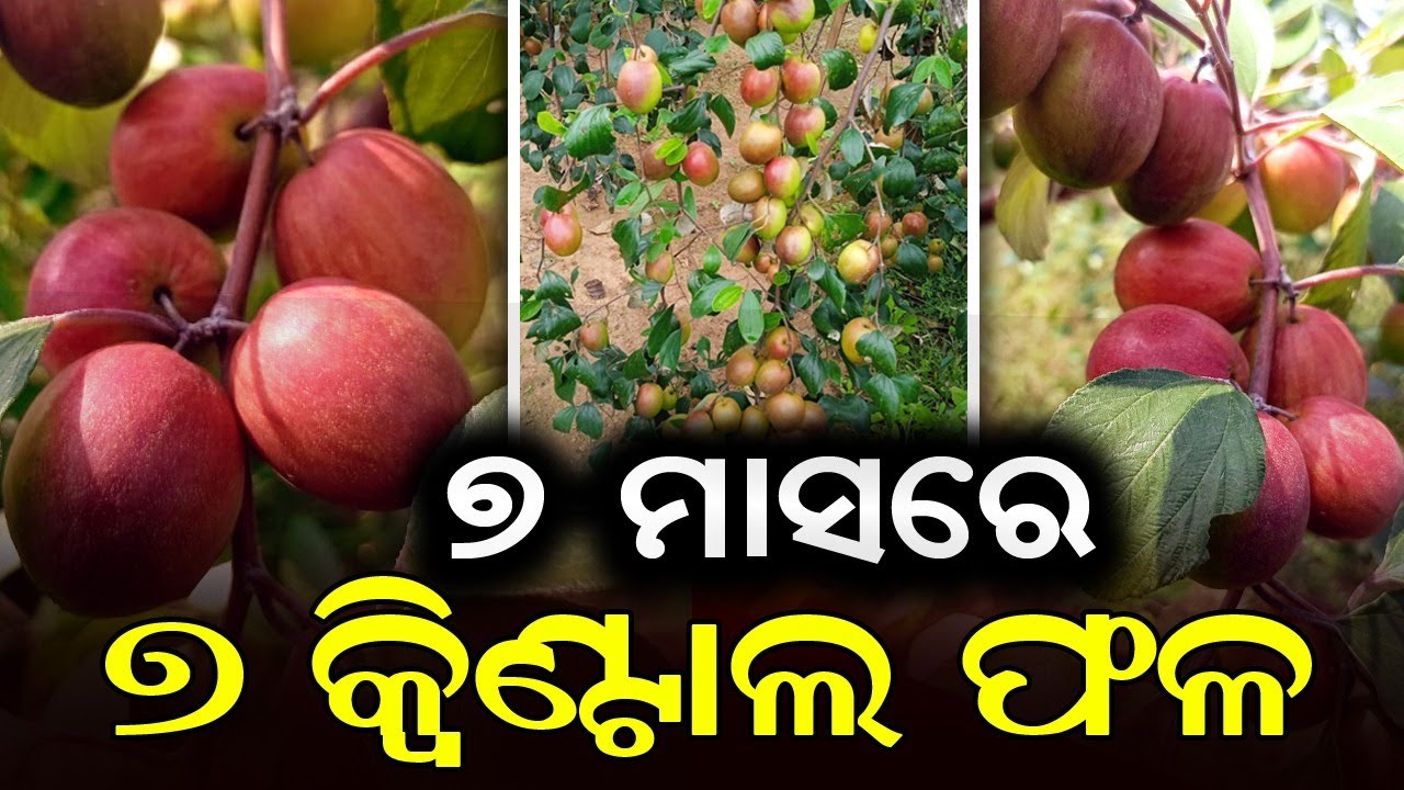 Kashmir Apple Ber Farming in Odisha | Mo Farming