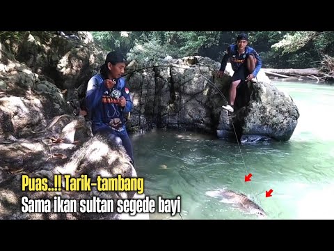 Successfully captured 2 large mahseer fish in the Kalimantan river.