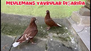 MEULEMANS CHICKS' FIRST ENCOUNTER WITH THE GARDEN (CURRENT SITUATION IN THE COOP)