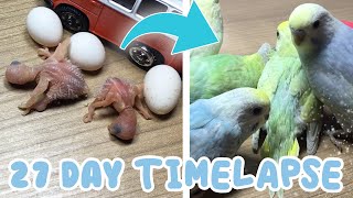 5 Siblings Rainbow Budgie Growth Stages I First 27 Days Of Babies