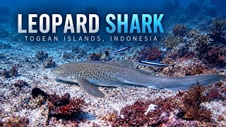 The silent hunter | Leopard Shark of the Togean Islands
