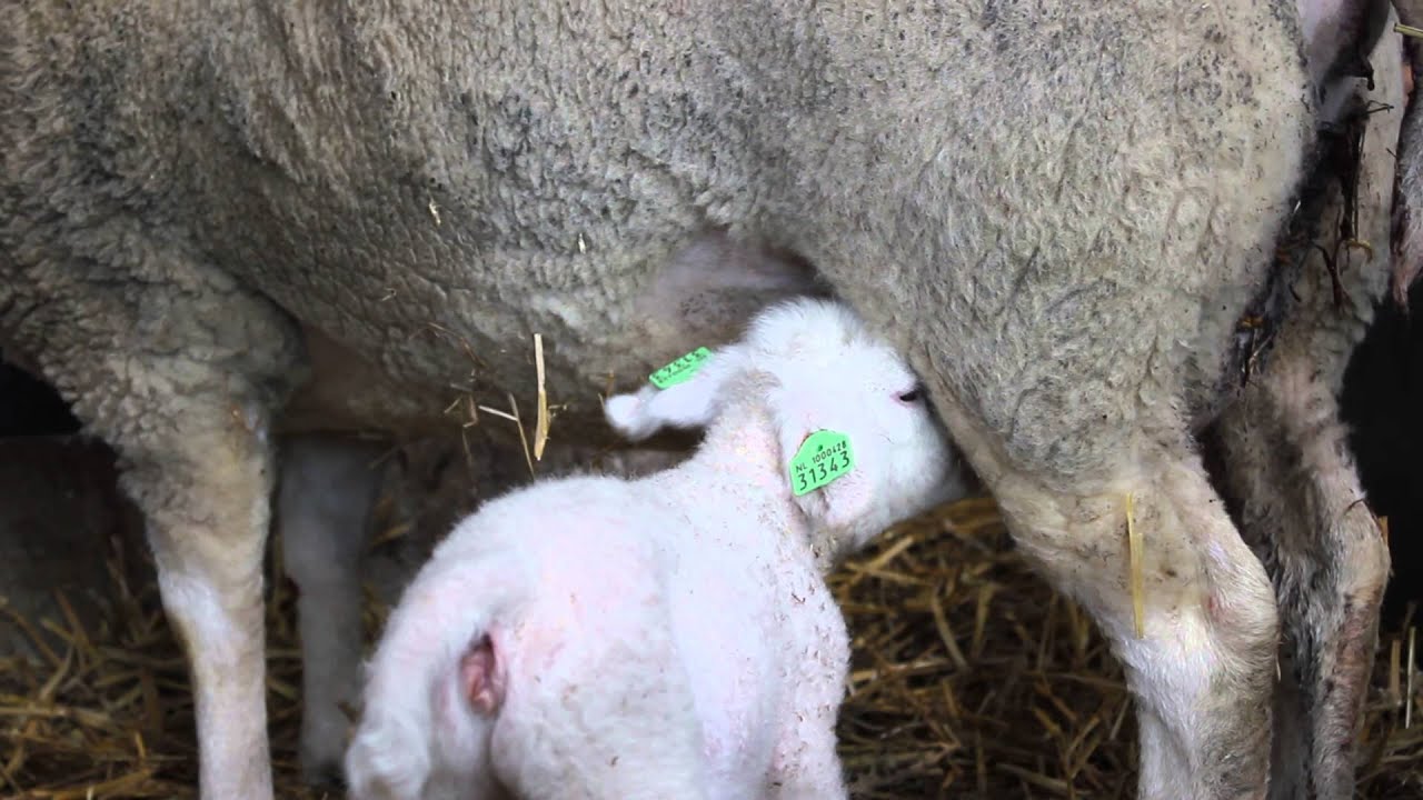 Super cute lamb drinking milk from her mommy YouTube