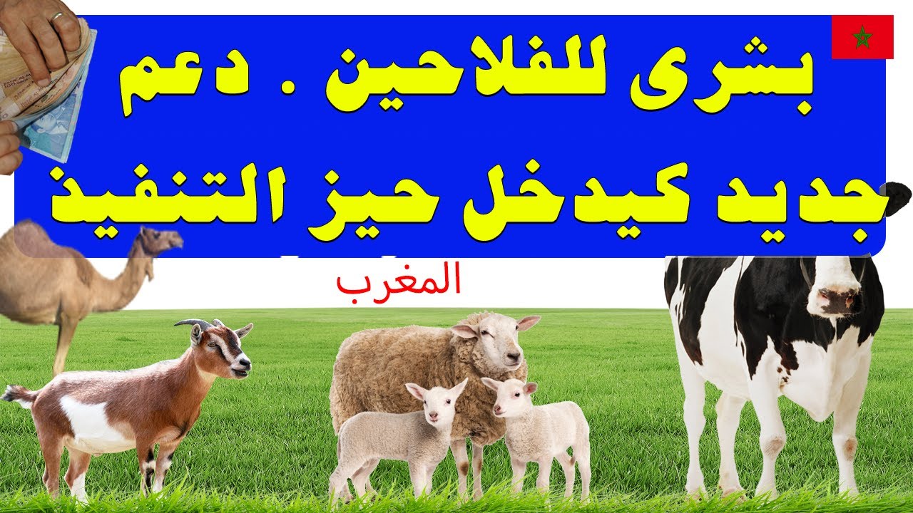 جديد . تفاصيل الدعم المباشر الفلاح  مربي الماشية بالمغرب  تصريحات رسمية وأرقام دقيقة #الدعم_المباشر